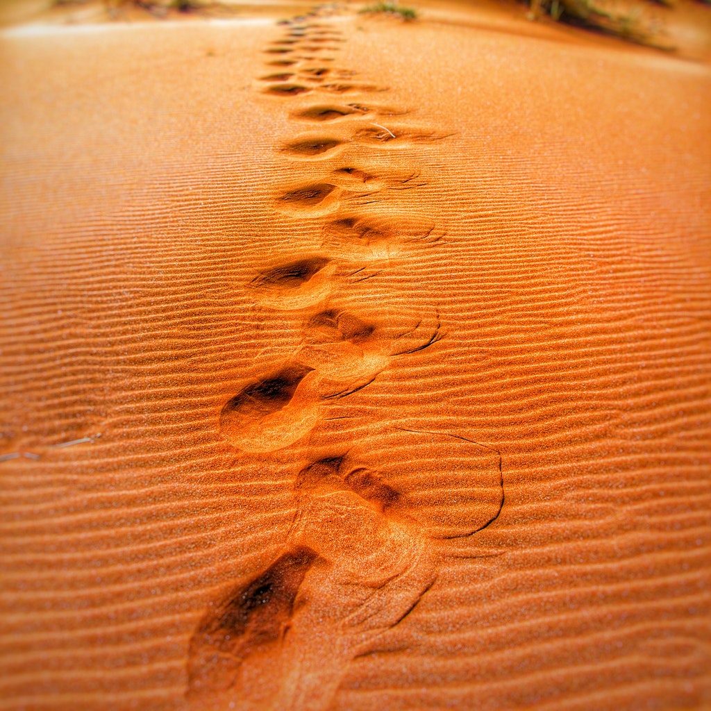 steps-dune-dunes-sand-dunes-65562
